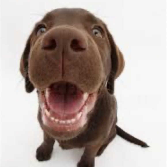 Best Chocolate Lad Dad Ever 11oz. Coffee Mug Cup Great Gift NWT Brand New - Picture 3 of 7